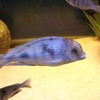 Cyrtocara moorii