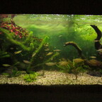 Von meiner Frau selbstgemaltes Aquarienhintergrund-Bild
