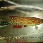 Scriptaphyosemion geryi