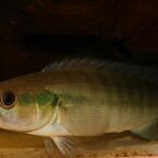 Lugubria cincta