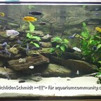 Malawi Mbuna Becken 756L