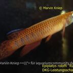 Epiplatys roloffi