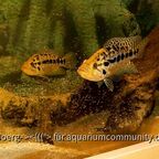 Parachromis managuensis