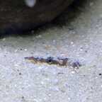 Mastacembelus ellipsifer