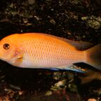 Malawisee Mbuna