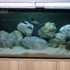 Gesamtansicht Tanganjikasee Aquarium 120x50x50