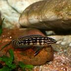 Julidochromis marlieri