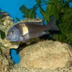 Tropheus duboisi Maswa