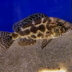 Nimbochromis polystigma
