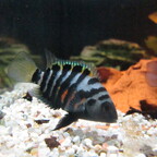Amatitlania nigrofasciata