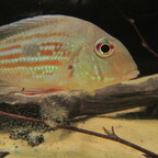 Geophagus winemilleri