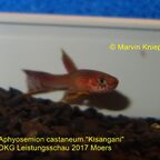 Aphyosemion castaneum "Kisangani"