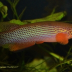 Anablepsoides igneus "Crique Fourgassier FG 2021-11"