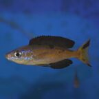 Cyprichromis microlepidotus