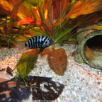 Amatitlania nigrofasciata (Männchen)