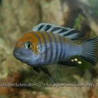 Cynotilapia afra Cobue