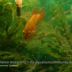 Rubricatochromis guttatus Weibchen mit freischwimmenden Jungfischen
