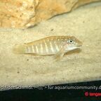 Eretmodus cyanostictus Kapampa