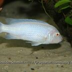Chindongo socolofi Albino