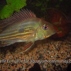 Geophagus winemilleri