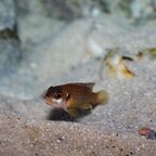 Lamprologus ocellatus Weibchen