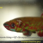 Scriptaphyosemion geryi