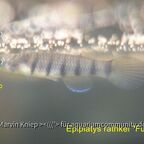 Epiplatys infrafasciatus (rathkei) "Funge"