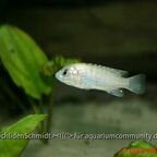 Labidochromis caeruleus