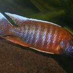 Aulonocara jacobfreibergi Männchen