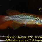 Nothobranchius lucius