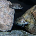 Altolamprologus calvus black