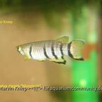 Epiplatys dageti "Monrovia"