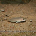 Neolamprologus ventralis