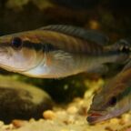 Lugubria cincta