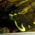 Panaque nigrolineatus