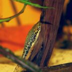 Ohrgitterharnischwelse Otocinclus