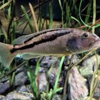 Aristochromis christyi