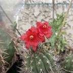 Matucana madisoniorum