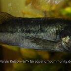 Stomatepia mariae