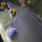 Naso brevirostris