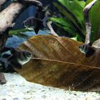 Gymnocorymbus ternetzi