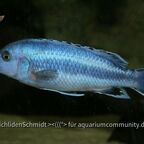 Melanochromis kaskazini