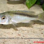 Buccochromis spectabilis