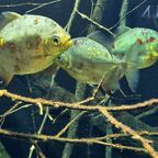 Myloplus rubripinnis