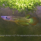 Aplocheilus lineatus "Gold"