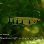 Epiplatys dageti "Monrovia"