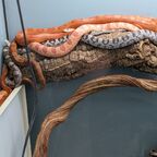 Pantherophis guttatus