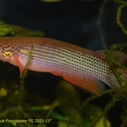 Anablepsoides igneus "Crique Fourgassier FG 2021-11"