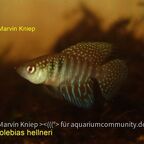 Hypsolebias hellneri