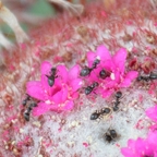 Melocactus peruvianus